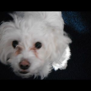 Meet your Posher, Kelsie